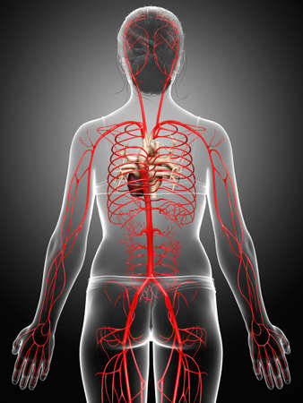3d rendered medically accurate illustration of a female Veins anatomyの写真素材