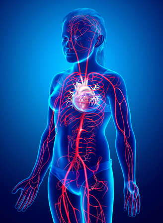 3d rendered medically accurate illustration of young Girl arteriesの写真素材