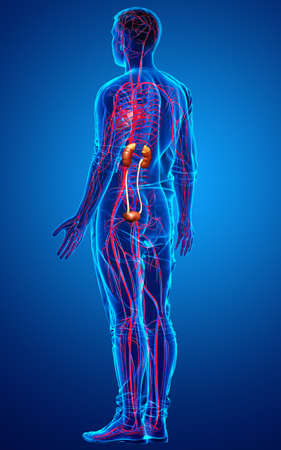 3d rendered, medically accurate illustration of the kidneys and circulatory systemの写真素材