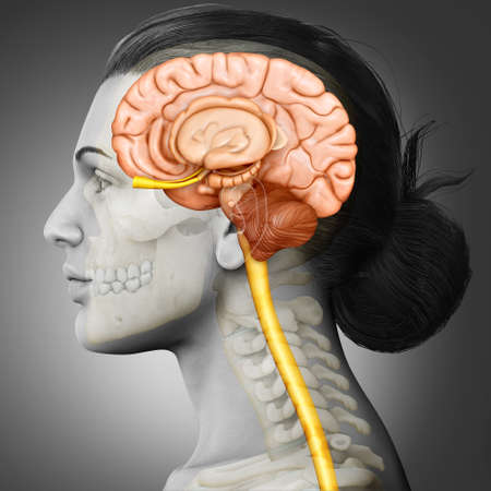 3d rendering medical illustration of Female brain  anatomy