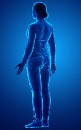 3d rendered illustration of the female bodyの写真素材