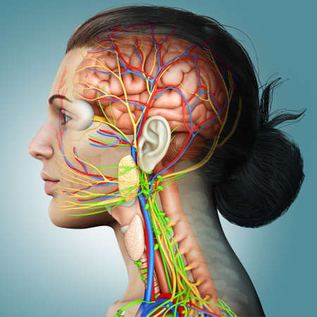 3d rendered medically accurate illustration of a female brain anatomyの写真素材