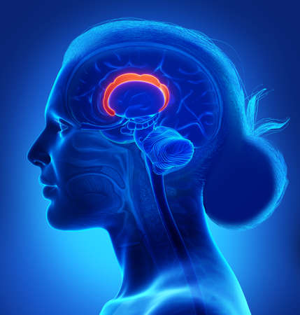 3d rendered medically accurate illustration of the brain anatomy