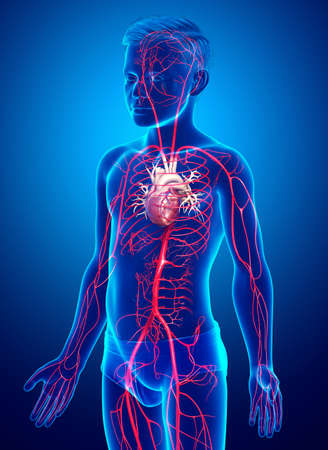 3d rendered medically accurate illustration of young boy arteriesの写真素材
