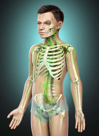 3d rendered medically accurate illustration of a young boy lymphatic systemの写真素材