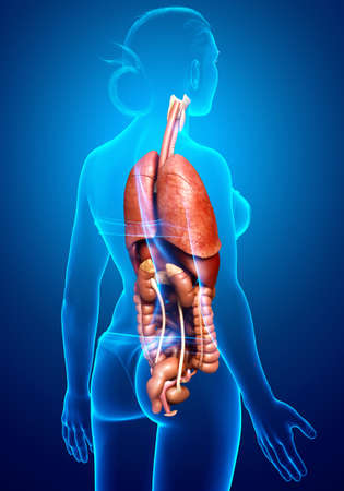 3d rendered medically accurate illustration of female Internal organsの写真素材