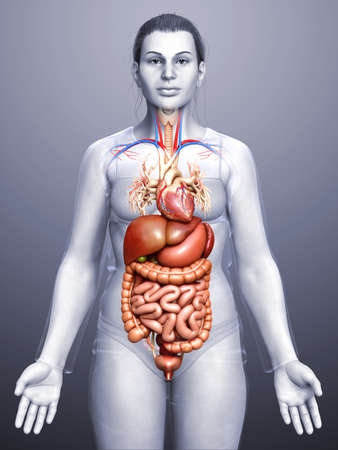 3d rendered medically accurate illustration of Female Digestive System  and heartの写真素材