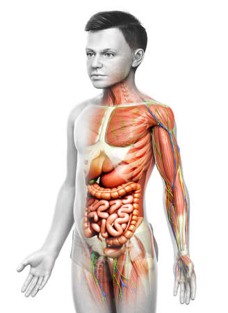 3d rendered medically accurate of the male anatomyの写真素材