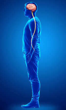 3d rendered medically accurate illustration of a male brainの写真素材