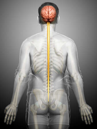 3d rendered medically accurate illustration of a male brainの写真素材