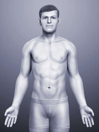 3d rendered illustration of the male bodyの写真素材