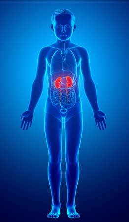 3d rendered, medically accurate illustration of the young boy highlighted kidneys and urinary system