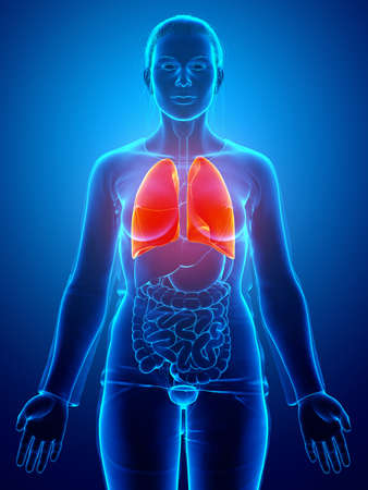 3d rendered, medically accurate illustration of a female lung anatomyの写真素材