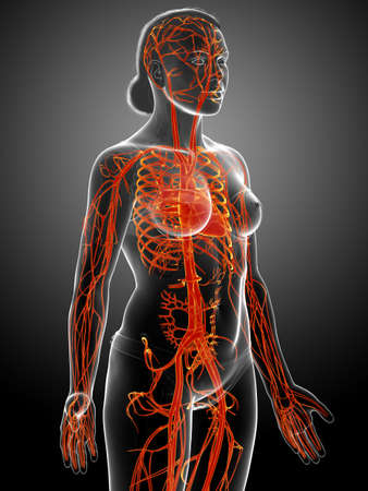 3d rendered medically accurate illustration of Female arteriesの写真素材