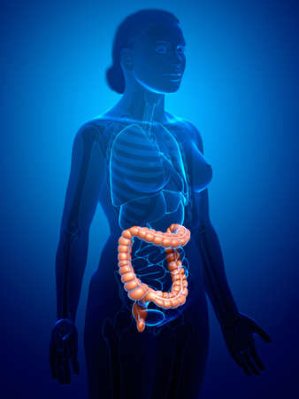 3d rendered, medically accurate illustration of female  large intestine anatomy