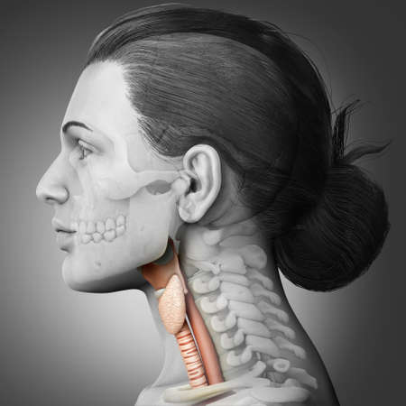 3d rendered medically accurate illustration of the female larynx anatomy