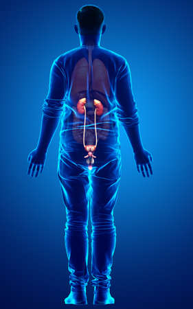 3d rendered, medically accurate illustration of the kidneysの写真素材