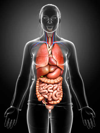 3d rendered medically accurate illustration of female Internal organsの写真素材
