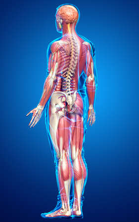 3d rendered medically accurate of the male anatomyの写真素材