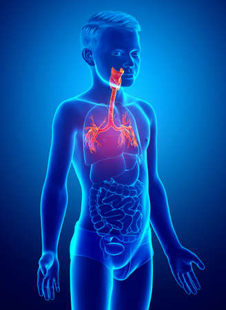 3D illustration of Larynx Trachea Bronchi Part of Respiratory System.の写真素材