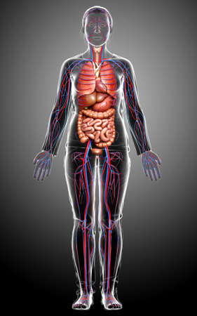 3d rendered medically accurate illustration of female Internal organs and circulatory systemの写真素材