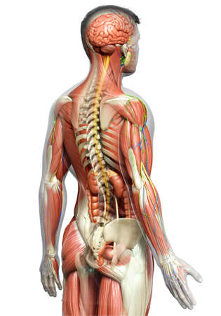 3d rendered medically accurate of the male anatomyの写真素材