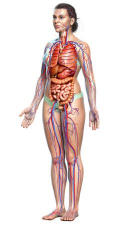 3d rendered medically accurate illustration of the female circulatory  system and internal organsの写真素材