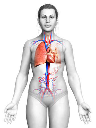3d rendered, medically accurate illustration of a female lung anatomyの写真素材