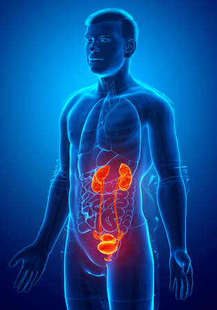 3d rendered, medically accurate illustration of the highlighted kidneys and urinary systemの写真素材