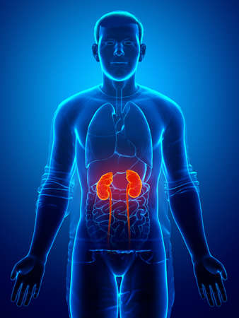 3d rendered, medically accurate illustration of the highlighted kidneys and urinary systemの写真素材