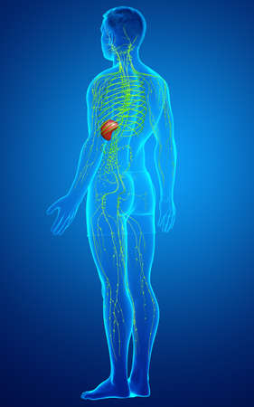 3d rendered medically accurate illustration of a male lymphatic systemの写真素材