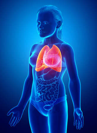 3d rendered, medically accurate illustration of a young girl lung anatomyの写真素材