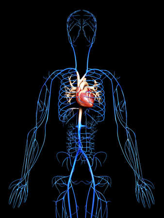 3d rendered medically accurate illustration of the Veins