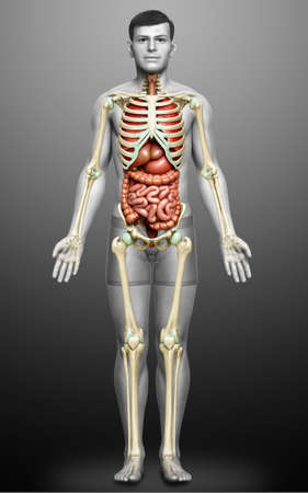 3d rendered medically accurate illustration of male  Internal organs and skeleton systemの写真素材