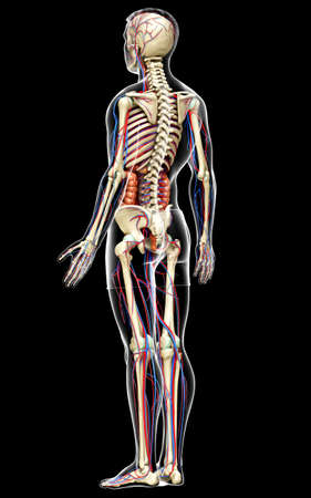 3d rendered medically accurate illustration of male Internal organs, skeleton and circulatory systemの写真素材