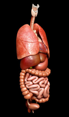 3d rendered medically accurate illustration of Internal organsの写真素材