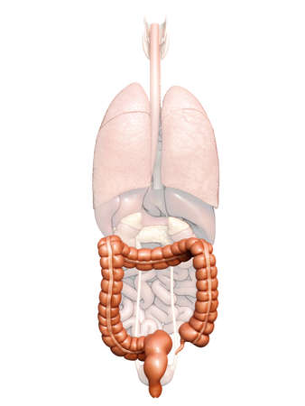 3d rendered, medically accurate illustration of large intestine anatomy