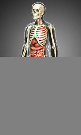 3d rendered medically accurate illustration of male  Internal organs and skeleton systemの写真素材