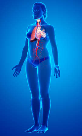3d rendered, medically accurate illustration of a female lung anatomyの写真素材