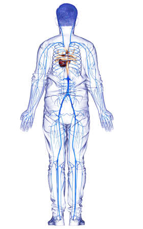 3d rendered medically accurate illustration of a male Veins anatomyの写真素材