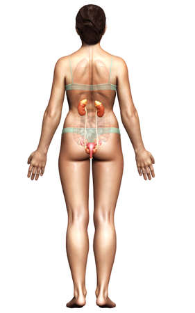 3d rendered, medically accurate illustration of female   kidneysの写真素材