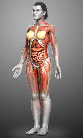 3d rendered medically accurate of the female anatomyの写真素材