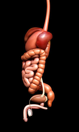 3d rendered medically accurate illustration of  Digestive System