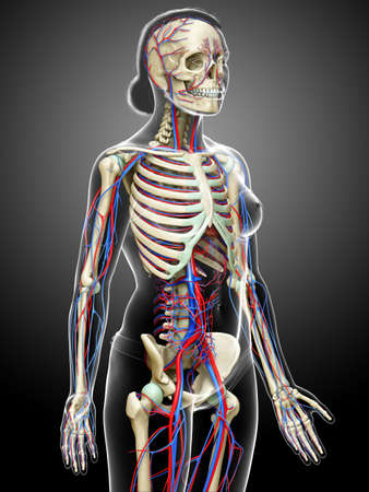 3d rendered medically accurate illustration of the female circulatory and skeleton systemの写真素材