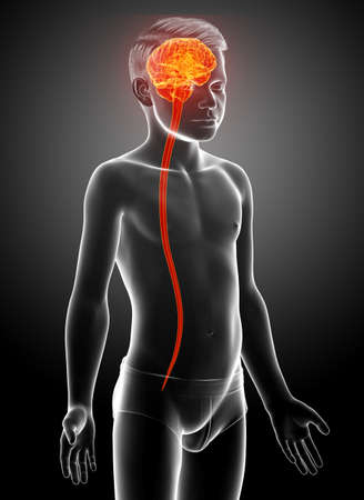 3d rendered medically accurate illustration of boy brainの写真素材