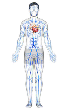 3d rendered medically accurate illustration of a male Veins anatomyの写真素材