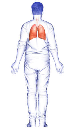 3d rendered, medically accurate illustration of a male lung anatomyの写真素材