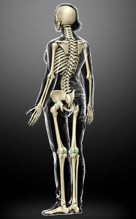 3d rendered, medically accurate illustration of a female skeleton systemの写真素材