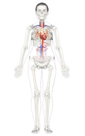 3d rendered medically accurate illustration of the female circulatory and skeleton systemの写真素材