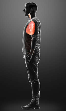 3d rendered, medically accurate illustration of a male lung anatomyの写真素材